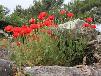 Priene  Poppies grow among the ruins