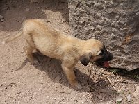 Miletus  Puppy in the theater