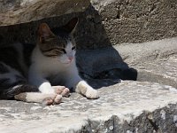 Ephesus  There are lots of cats in Ephesus