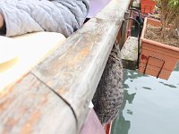 Istanbul - Bosphorus tour  This cat was so eager to get handouts of fish, he didn't worry about falling into the water