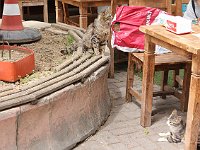 Istanbul - Bosphorus tour  More mooching cats