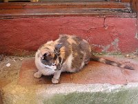 Istanbul - Bosphorus tour  In one store for artisanal jewelry, the house cat occupied the step, making entry and exit a bit complicated