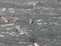 Istanbul - Bosphorus tour  Sea gulls following the ferry