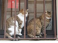 Istanbul - Sultanahmet  Two cats watched us walk by on the way out