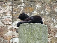 Istanbul - Sultanahmet  Twenty-first-century cat on umpteenth-century pillar