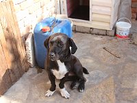 Selçuk  Alice, the friendly hotel dog