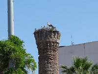 Selçuk  Stork family