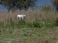 Pamucak Beach  Horse seen along the way