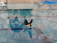 Selçuk  Towards dusk, swallows starting dive-bombing the pool and scooping up water
