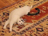 Selçuk  Streeeeetch