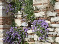 Basilica of St Jean, Selçuk  Blue bells growing among the stones