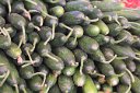 tk12 060210391 j  Cucumbers