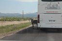 Cappadocia  In Turkey, donkeys have priority over motor vehicules such as tourist buses.