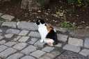 tk12 052818310 j  Istanbul cat