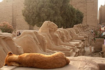 Allée de béliers ... et chien