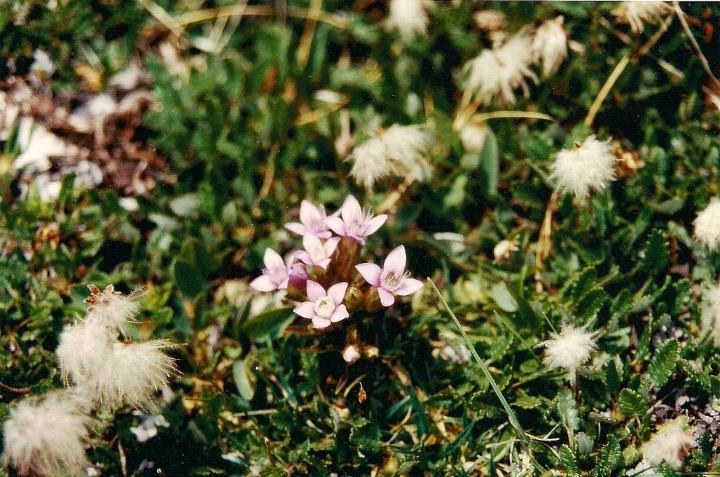 br93_sudschafgfl_03x.jpg - You often see small, purple Enzian here.