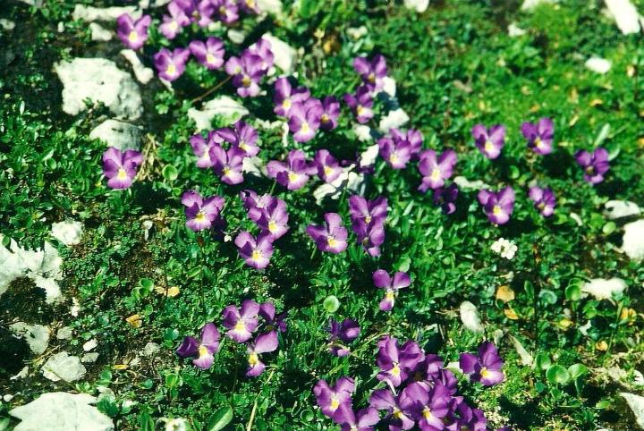 br95_gemslueke_04.jpg - Weilchen (violets)
