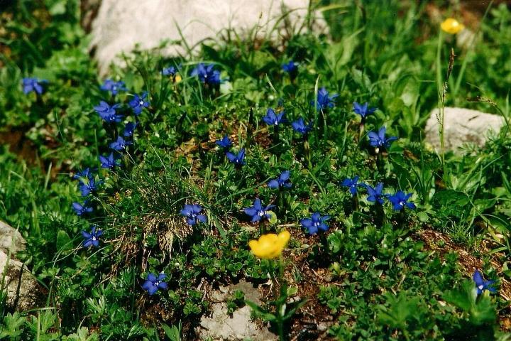 br95_luenersee_03.jpg - Beautiful blue Enzian (gentian).