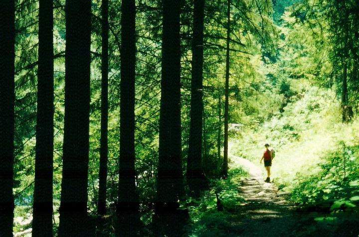 br95_sarotlatal_01.jpg - A walk up the beautiful green Sarotlatal.