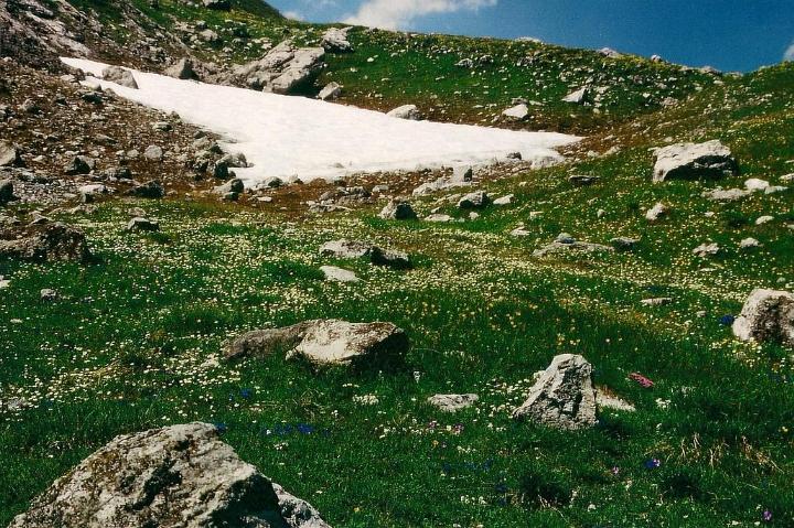 br95_saulajoch_09.jpg - Flowers cover the Saulajoch.