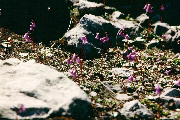 br95_saulajoch_11.jpg - Siv's favorites -- again.