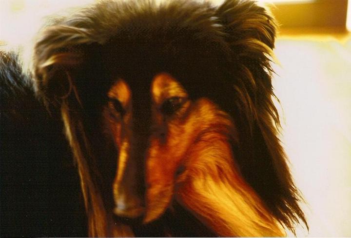 sj95_babish_close.jpg - Waiting at home were Babish the collie and ...
