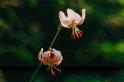 br95_blume_03c