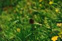 br95_blume_07