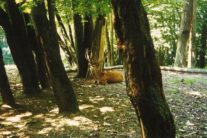 br96_feldkirch_wildpark.jpg - Elk