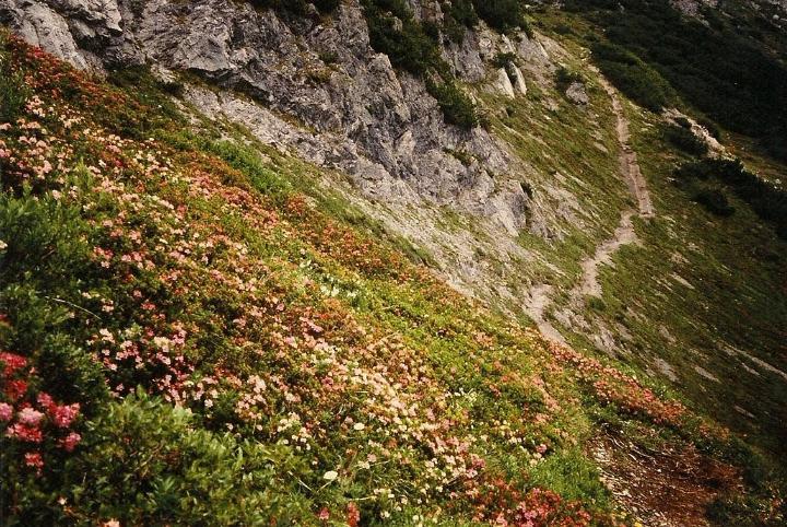 br96_saulajoch_2.jpg - What we call the "Königersteig", up to the Saulajoch.