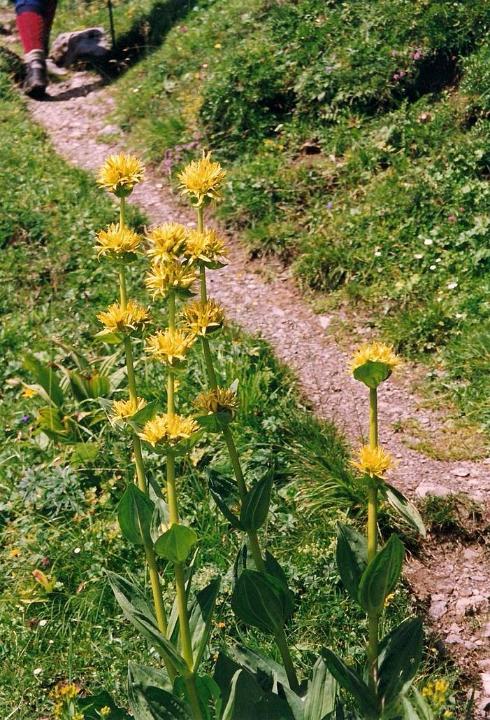 br99_amatschon_03.jpg - Gelber Enzian (yellow gentian), used to make schnaps!