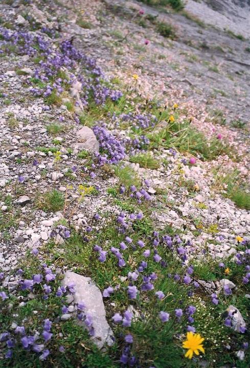 br99_luenersee_03.jpg - Myriads of bluebells.