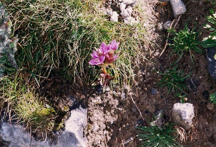 br99_saulajoch_06.jpg - Rare purple gentian