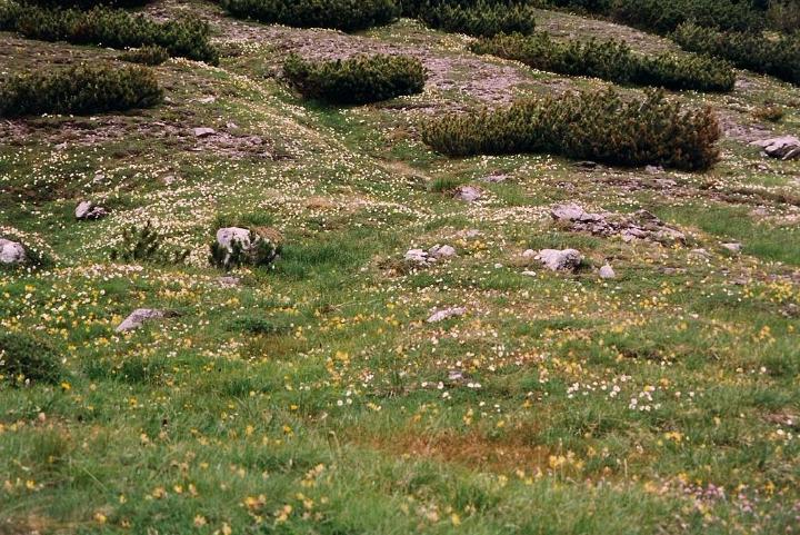 br99_saulajoch_15.jpg - Masses of flowers
