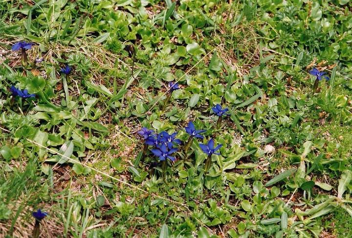 br99_saulajoch_16.jpg - Tiny blue gentian