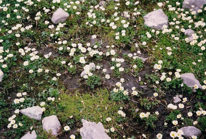 br99_totalp_14.jpg - Flowers everywhere