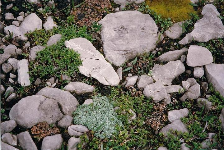 br99_totalp_15.jpg - Rocks and colored moss and lichen