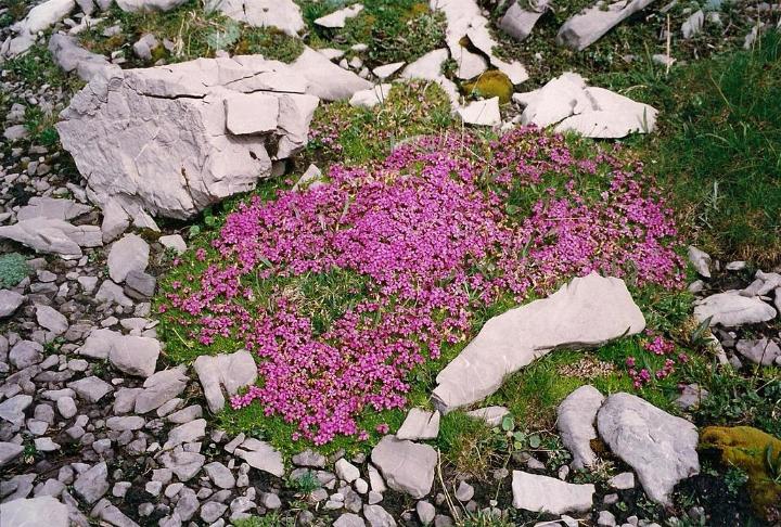 br99_totalp_20.jpg - Masses of beautiful pinks!