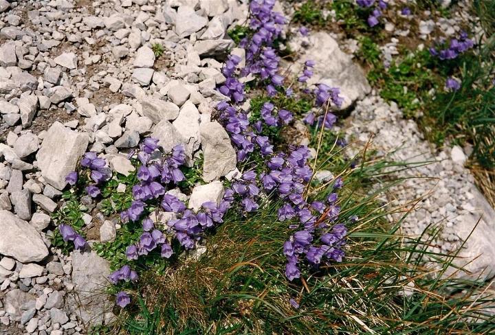 br99_totalp_21.jpg - And blue bells galore!