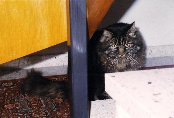 br99_zoettele.jpg - Zöttele, the house cat
