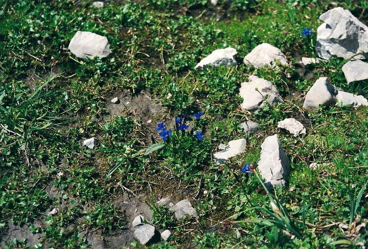 br00_gemsluke_06.jpg - The path crosses the Totalp, a rocky plateau. Contrary to its name, "dead Alp", there are small mountain plants, like these beautiful, tiny, intensely-blue Enzian, everywhere.