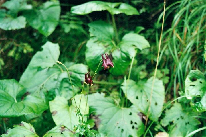 br00_gruenerwald_2.jpg - One of our favorite flowers, mountain Akelei (columbine) in the Grüner-Wald.