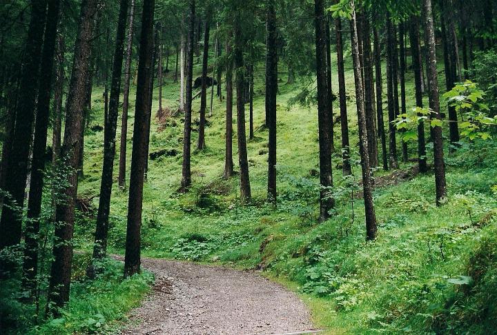 br00_gruenerwald_3.jpg - A dark steep forest of the sort where you expect a troll to jump out from behind a tree at any moment.