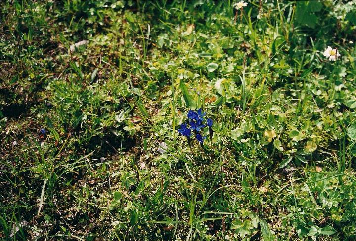 br00_lunersee_1.jpg - Another favorite flower, perhaps the favorite, tiny Enzian.