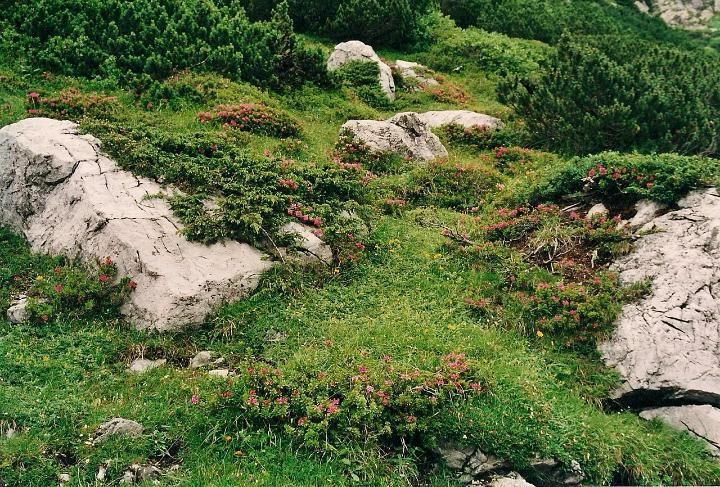 br00_lunersee_2.jpg - The slopes are covered with Alpenrosen, wild azaleas.