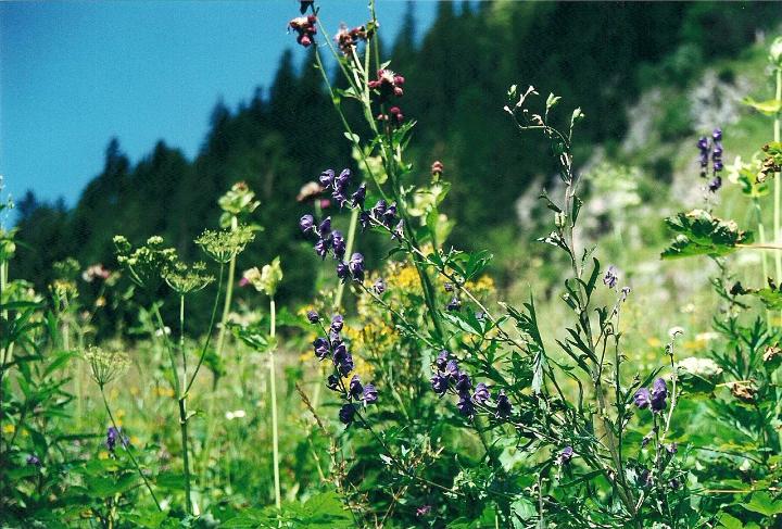 br00_sarotla_3.jpg - About 2/3 of the way up to the Sarotla-Hütte, there is a plateau covered with Eisenhut, these blue, helmet-shaped flowers.