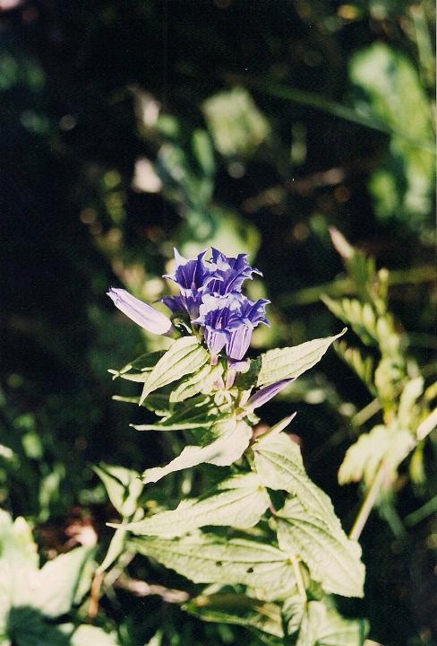 br00_schatten_4.jpg - Another kind of Enzian.
