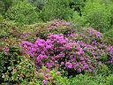 sc05_4965a