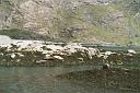 sc05_5000_sealsb