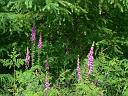 sc06_07081116_0_j